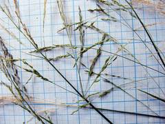 Agrostis clavata