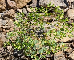 Euphorbia taurinensis
