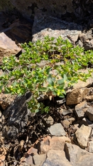 Euphorbia taurinensis