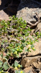 Euphorbia taurinensis