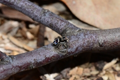 Maratus harrisi