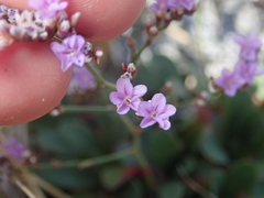 Limonium