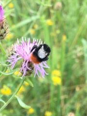Bombus lapidarius