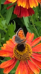 Lycaena phlaeas