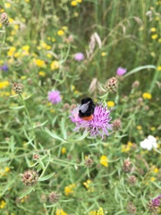 Bombus lapidarius
