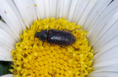 Astylus bourgeoisi