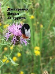 Bombus lapidarius