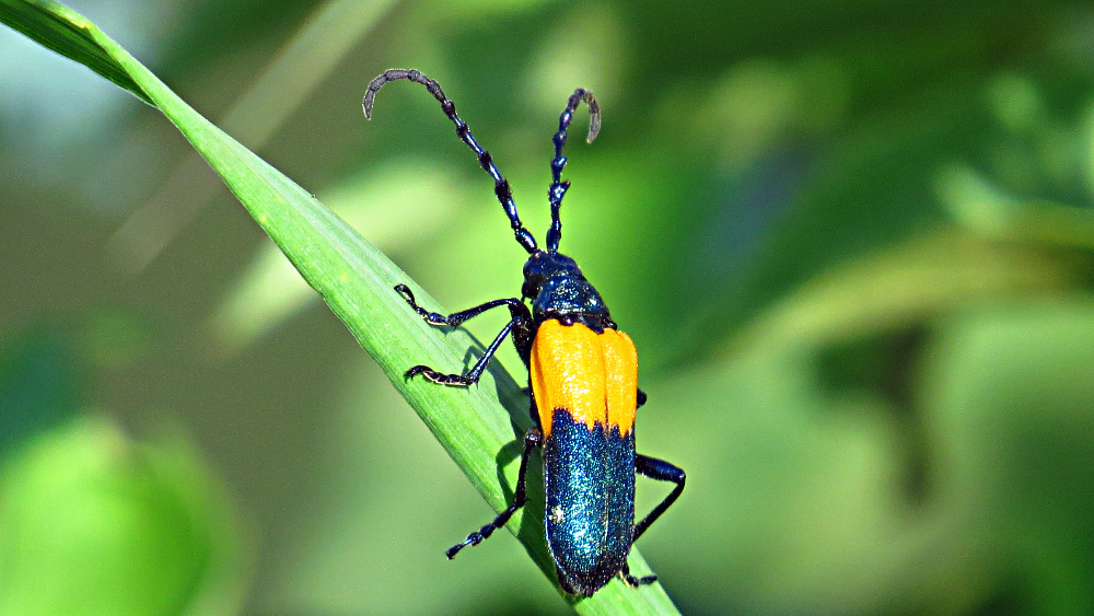 Elderberry Borers