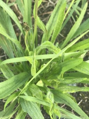 Plantago lanceolata