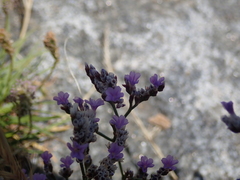 Limonium