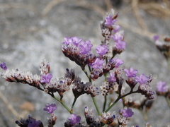 Limonium