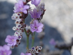Limonium