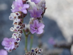 Limonium