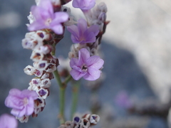 Limonium