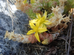 Sedum acre