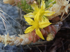 Sedum acre