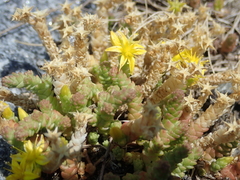 Sedum acre
