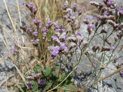Limonium