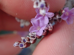 Limonium