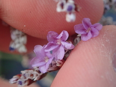 Limonium