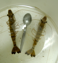 Penaeus