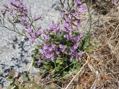 Limonium