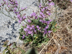 Limonium