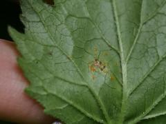 Coleosporium campanulae