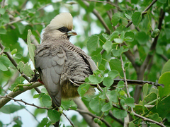 Colius leucocephalus
