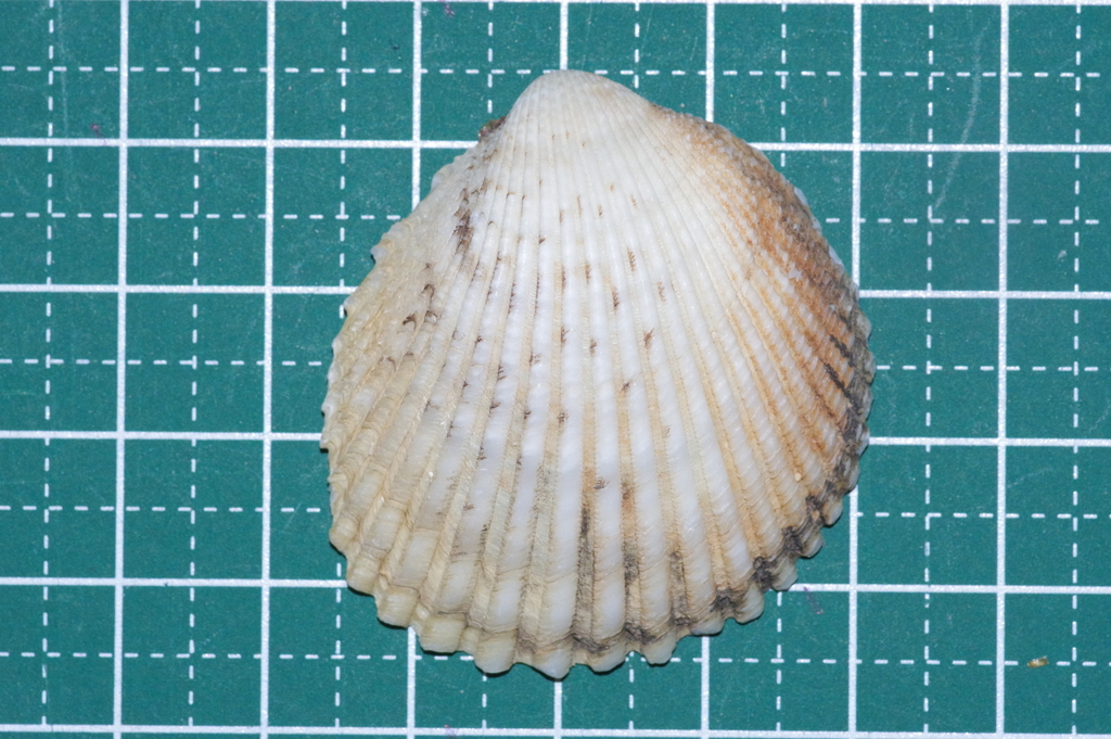 fan-shaped cockle
