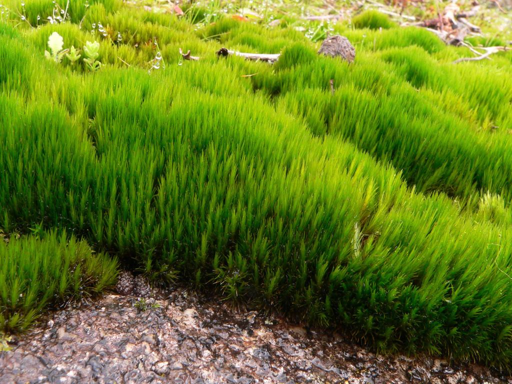 Campylopus bicolor