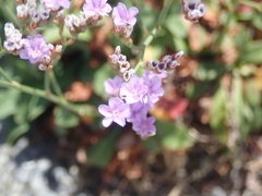 Limonium