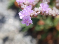 Limonium