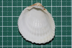 Vasticardium pectiniforme