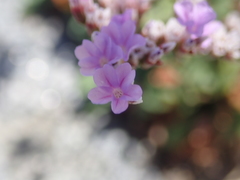 Limonium