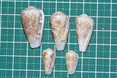 Conus omaria