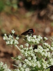 Chrysogaster solstitialis