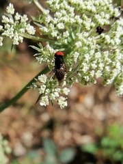 Chrysogaster solstitialis