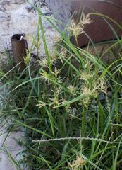 Cyperus longus