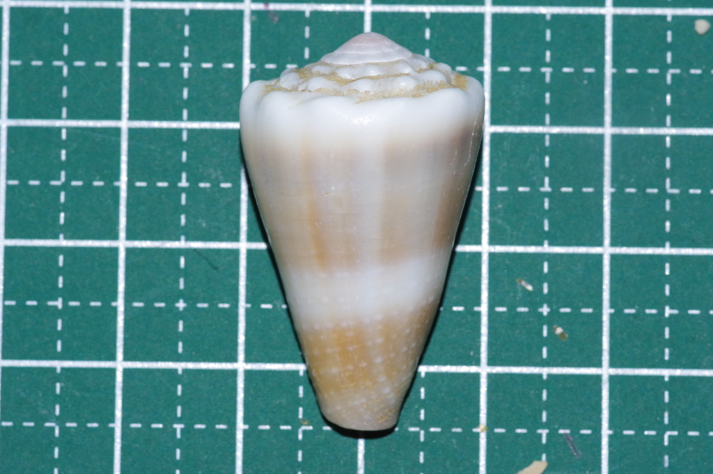 Livid cone