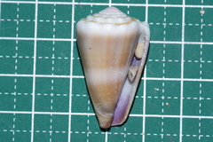 Conus lividus