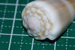 Conus lividus