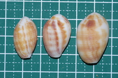 Pterygia dactylus