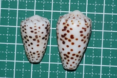 Conus pulicarius