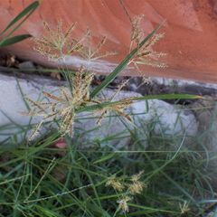 Cyperus longus