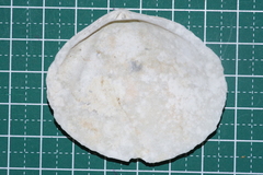 Scutarcopagia scobinata