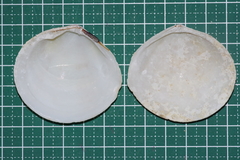 Scutarcopagia scobinata