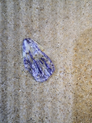 Austrobalanus imperator