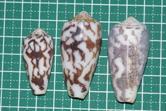 Conus striatus