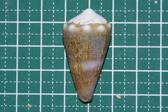Conus sanguinolentus